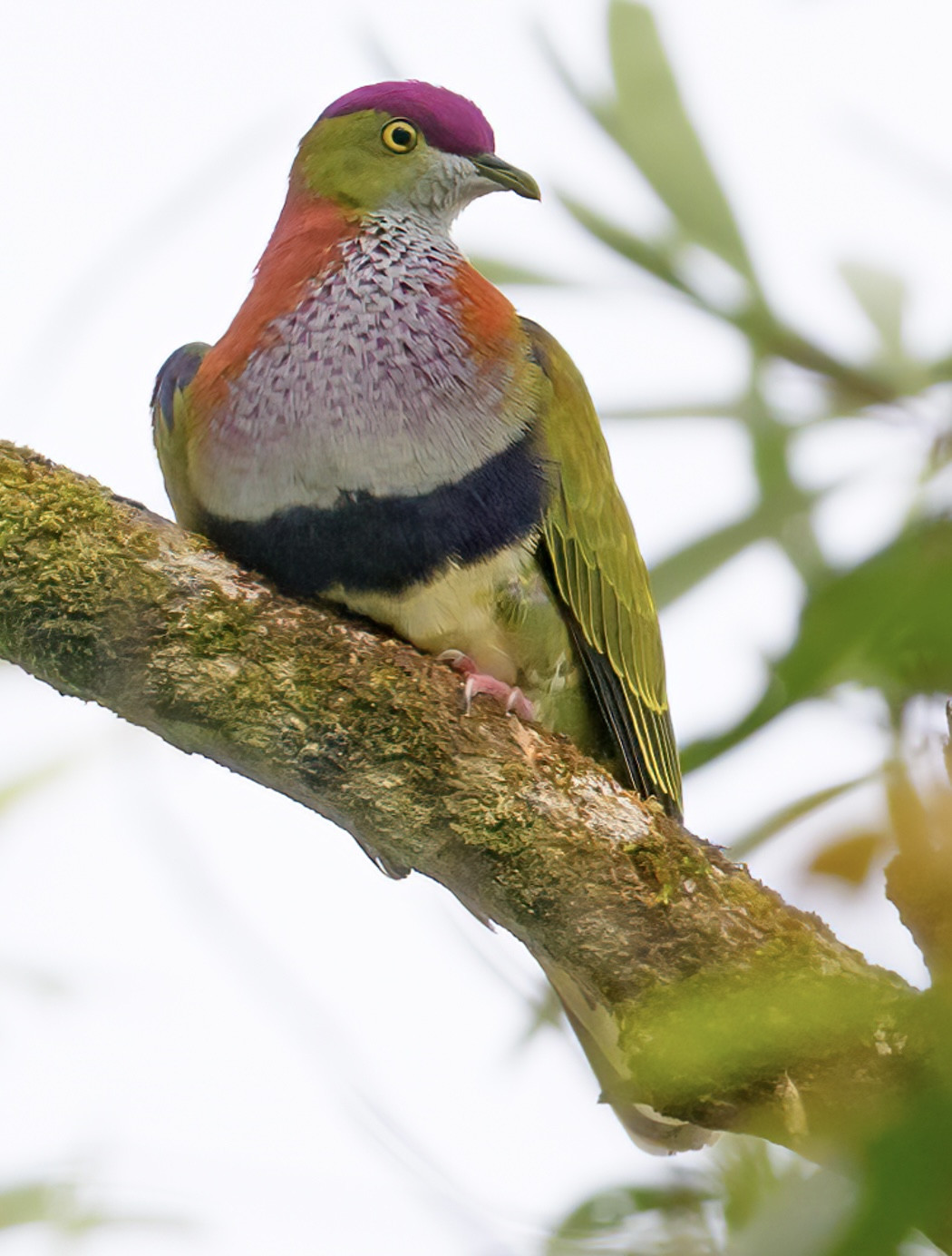 image Superb Fruit-Dove